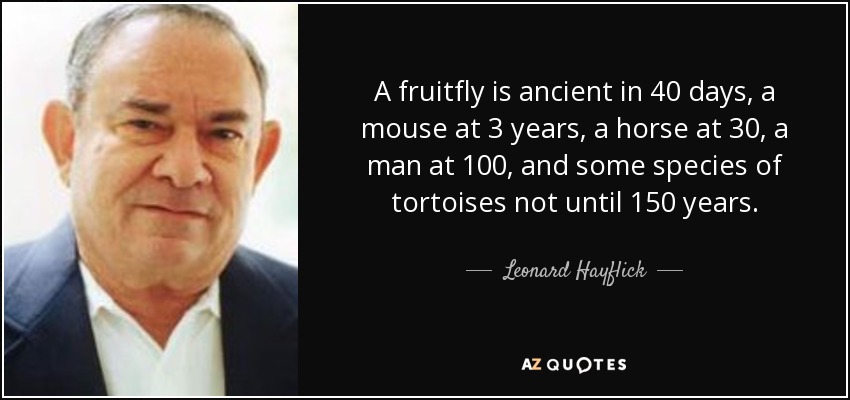 Una mosca de la fruta es antigua a los 40 días, un ratón a los 3 años, un caballo a los 30, un hombre a los 100, y algunas especies de tortugas no hasta los 150 años. - Leonard Hayflick