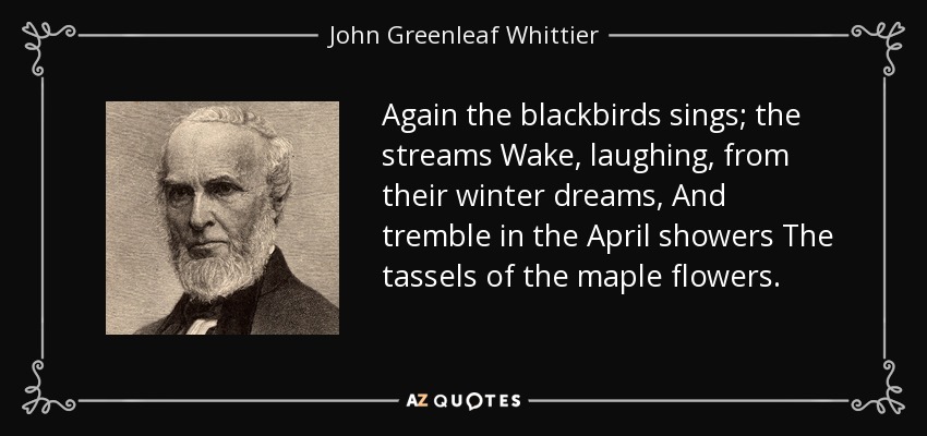Again the blackbirds sings; the streams Wake, laughing, from their winter dreams, And tremble in the April showers The tassels of the maple flowers. - John Greenleaf Whittier