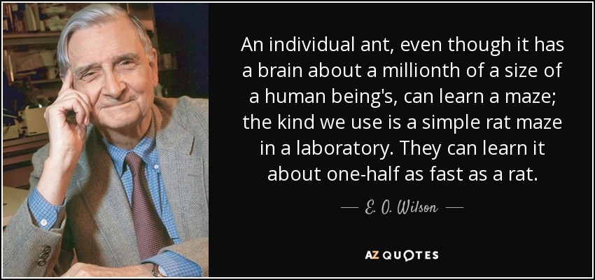 An individual ant, even though it has a brain about a millionth of a size of a human being's, can learn a maze; the kind we use is a simple rat maze in a laboratory. They can learn it about one-half as fast as a rat. - E. O. Wilson