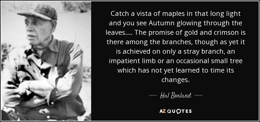 Catch a vista of maples in that long light and you see Autumn glowing through the leaves.... The promise of gold and crimson is there among the branches, though as yet it is achieved on only a stray branch, an impatient limb or an occasional small tree which has not yet learned to time its changes. - Hal Borland