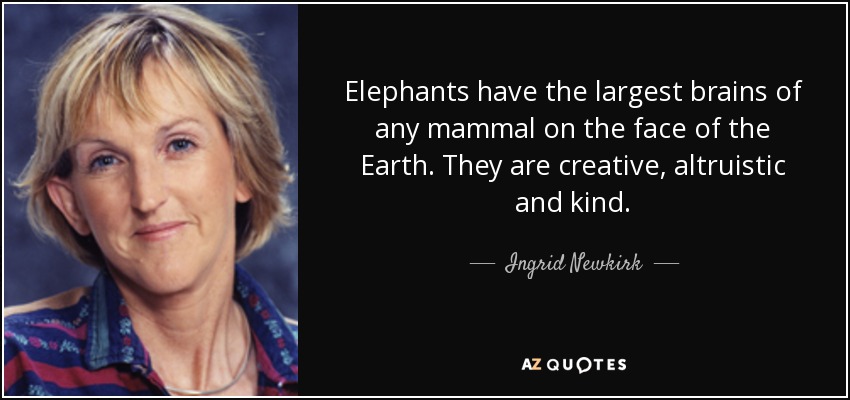 Los elefantes tienen el cerebro más grande de todos los mamíferos sobre la faz de la Tierra. Son creativos, altruistas y bondadosos. - Ingrid Newkirk