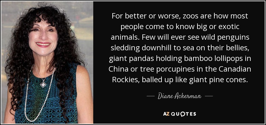Para bien o para mal, la mayoría de la gente conoce los animales grandes o exóticos en los zoológicos. Pocos verán alguna vez pingüinos salvajes descendiendo en trineo hacia el mar sobre sus barrigas, pandas gigantes sosteniendo piruletas de bambú en China o puercoespines arborícolas en las Rocosas canadienses, hechos bolas como piñas gigantes. - Diane Ackerman