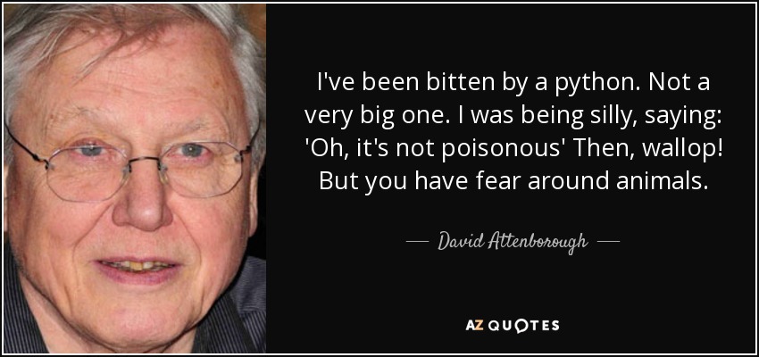 Me ha mordido una pitón. No muy grande. Estaba haciendo el tonto, diciendo: 'Oh, no es venenosa' Entonces, ¡golpe! Pero tienes miedo de los animales. - David Attenborough