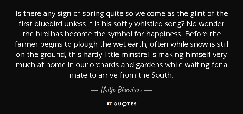 Is there any sign of spring quite so welcome as the glint of the first bluebird unless it is his softly whistled song? No wonder the bird has become the symbol for happiness. Before the farmer begins to plough the wet earth, often while snow is still on the ground, this hardy little minstrel is making himself very much at home in our orchards and gardens while waiting for a mate to arrive from the South. - Neltje Blanchan