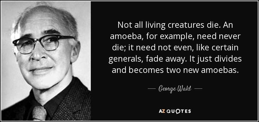 No todos los seres vivos mueren. Una ameba, por ejemplo, no tiene por qué morir nunca; ni siquiera tiene por qué, como ciertos generales, desvanecerse. Simplemente se divide y se convierte en dos nuevas amebas. - George Wald