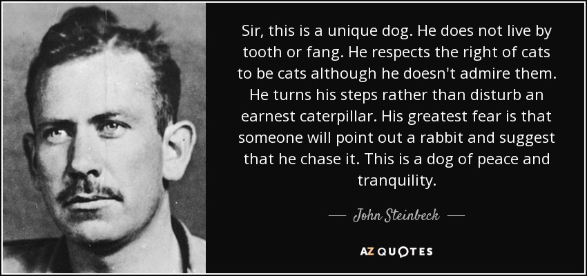 Sir, this is a unique dog. He does not live by tooth or fang. He respects the right of cats to be cats although he doesn't admire them. He turns his steps rather than disturb an earnest caterpillar. His greatest fear is that someone will point out a rabbit and suggest that he chase it. This is a dog of peace and tranquility. - John Steinbeck