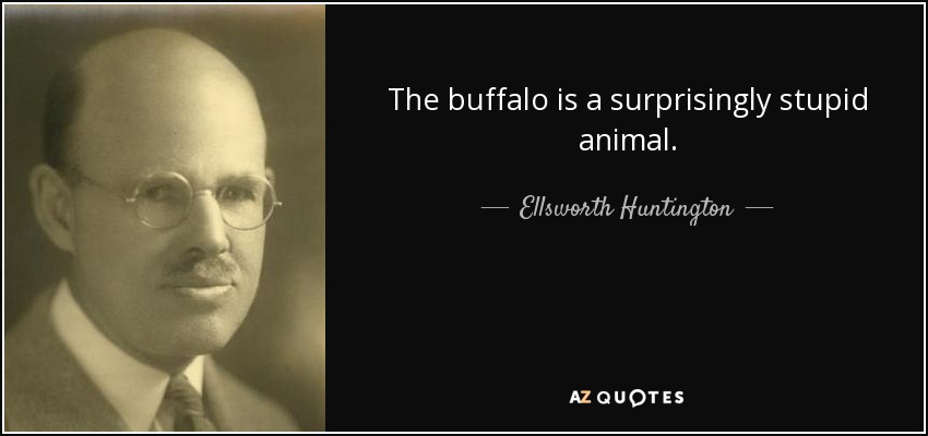 The buffalo is a surprisingly stupid animal. - Ellsworth Huntington