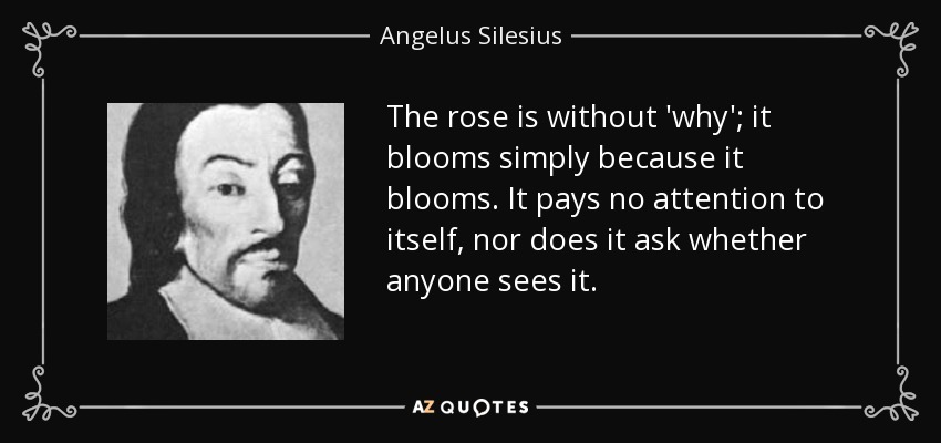 The rose is without 'why'; it blooms simply because it blooms. It pays no attention to itself, nor does it ask whether anyone sees it. - Angelus Silesius