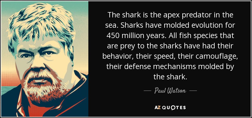The shark is the apex predator in the sea. Sharks have molded evolution for 450 million years. All fish species that are prey to the sharks have had their behavior, their speed, their camouflage, their defense mechanisms molded by the shark. - Paul Watson
