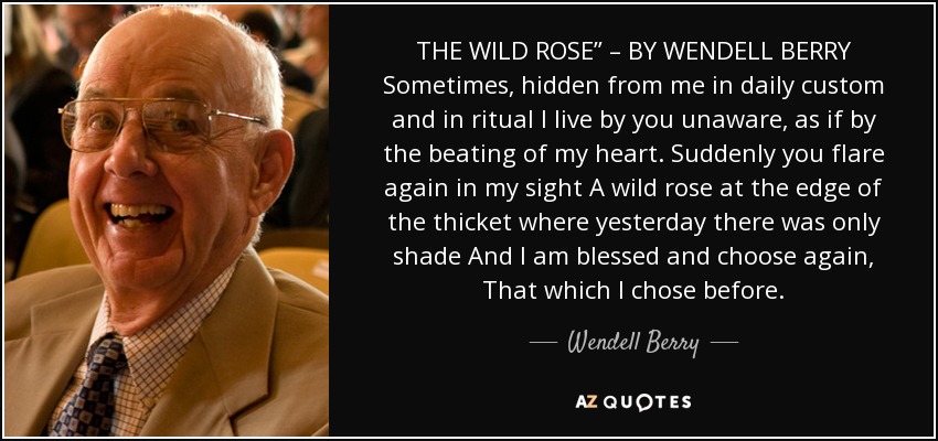 LA ROSA SILVESTRE" - POR WENDELL BERRY A veces, oculta de mí en la costumbre diaria y en el ritual Vivo por ti inconsciente, como por el latido de mi corazón. De repente resplandeces de nuevo a mi vista Una rosa silvestre al borde de la espesura donde ayer sólo había sombra Y soy bendecido y elijo de nuevo, Lo que elegí antes. - Wendell Berry