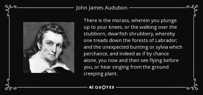 There is the morass, wherein you plunge up to your knees, or the walking over the stubborn, dwarfish shrubbery, whereby one treads down the forests of Labrador; and the unexpected bunting or sylvia which perchance, and indeed as if by chance alone, you now and then see flying before you, or hear singing from the ground creeping plant. - John James Audubon