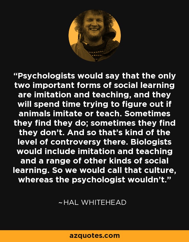 Los psicólogos afirman que las dos únicas formas importantes de aprendizaje social son la imitación y la enseñanza, y se pasan el tiempo intentando averiguar si los animales imitan o enseñan. A veces lo hacen, a veces no. Ese es el nivel de controversia. Los biólogos incluirían la imitación, la enseñanza y otros tipos de aprendizaje social. Nosotros lo llamaríamos cultura, mientras que los psicólogos no. - Hal Whitehead