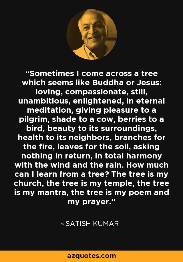 Sometimes I come across a tree which seems like Buddha or Jesus: loving, compassionate, still, unambitious, enlightened, in eternal meditation, giving pleasure to a pilgrim, shade to a cow, berries to a bird, beauty to its surroundings, health to its neighbors, branches for the fire, leaves for the soil, asking nothing in return, in total harmony with the wind and the rain. How much can I learn from a tree? The tree is my church, the tree is my temple, the tree is my mantra, the tree is my poem and my prayer. - Satish Kumar