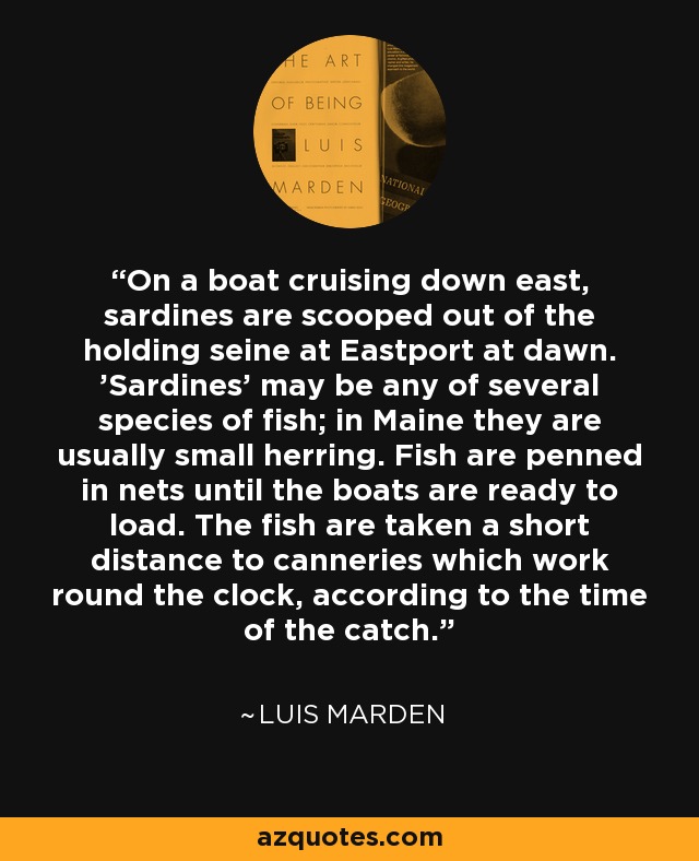 On a boat cruising down east, sardines are scooped out of the holding seine at Eastport at dawn. 'Sardines' may be any of several species of fish; in Maine they are usually small herring. Fish are penned in nets until the boats are ready to load. The fish are taken a short distance to canneries which work round the clock, according to the time of the catch. - Luis Marden