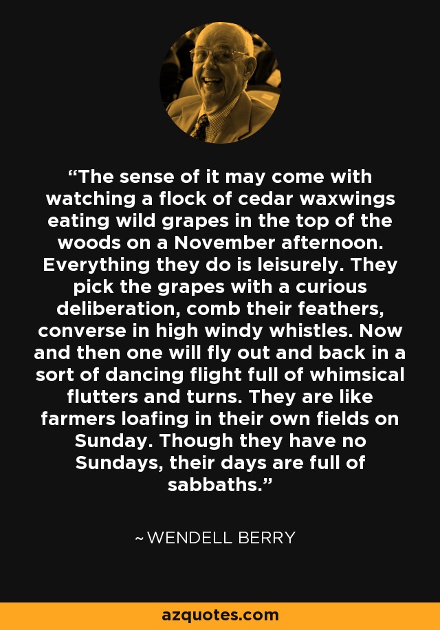 The sense of it may come with watching a flock of cedar waxwings eating wild grapes in the top of the woods on a November afternoon. Everything they do is leisurely. They pick the grapes with a curious deliberation, comb their feathers, converse in high windy whistles. Now and then one will fly out and back in a sort of dancing flight full of whimsical flutters and turns. They are like farmers loafing in their own fields on Sunday. Though they have no Sundays, their days are full of sabbaths. - Wendell Berry