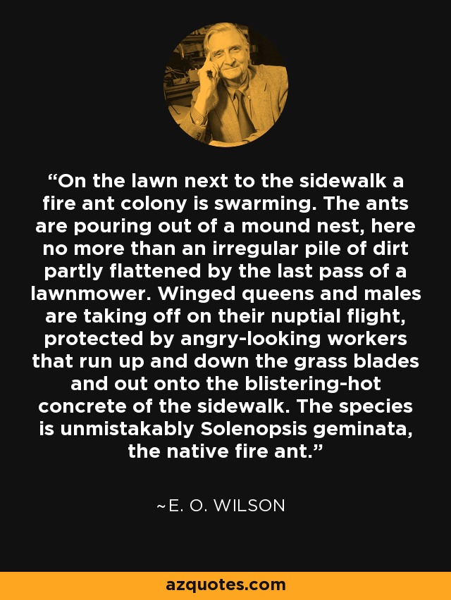 On the lawn next to the sidewalk a fire ant colony is swarming. The ants are pouring out of a mound nest, here no more than an irregular pile of dirt partly flattened by the last pass of a lawnmower. Winged queens and males are taking off on their nuptial flight, protected by angry-looking workers that run up and down the grass blades and out onto the blistering-hot concrete of the sidewalk. The species is unmistakably Solenopsis geminata, the native fire ant. - E. O. Wilson