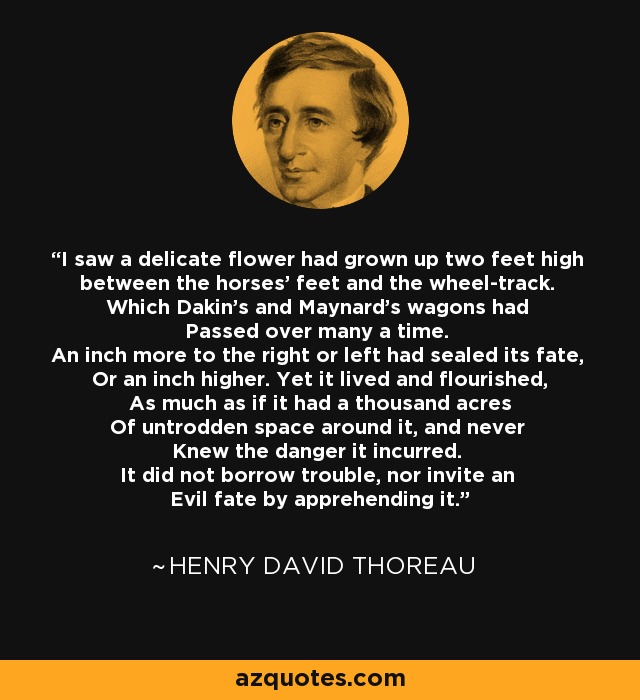 I saw a delicate flower had grown up two feet high between the horses' feet and the wheel-track. Which Dakin's and Maynard's wagons had Passed over many a time. An inch more to the right or left had sealed its fate, Or an inch higher. Yet it lived and flourished, As much as if it had a thousand acres Of untrodden space around it, and never Knew the danger it incurred. It did not borrow trouble, nor invite an Evil fate by apprehending it. - Henry David Thoreau