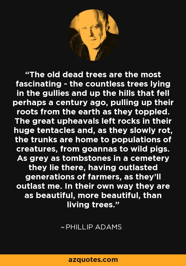 The old dead trees are the most fascinating - the countless trees lying in the gullies and up the hills that fell perhaps a century ago, pulling up their roots from the earth as they toppled. The great upheavals left rocks in their huge tentacles and, as they slowly rot, the trunks are home to populations of creatures, from goannas to wild pigs. As grey as tombstones in a cemetery they lie there, having outlasted generations of farmers, as they'll outlast me. In their own way they are as beautiful, more beautiful, than living trees. - Phillip Adams
