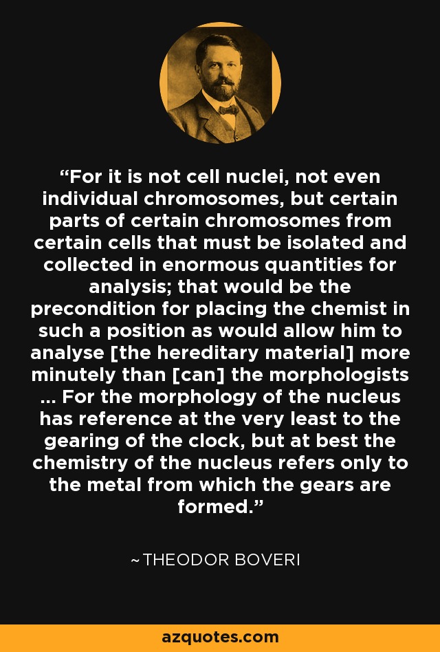 For it is not cell nuclei, not even individual chromosomes, but certain parts of certain chromosomes from certain cells that must be isolated and collected in enormous quantities for analysis; that would be the precondition for placing the chemist in such a position as would allow him to analyse [the hereditary material] more minutely than [can] the morphologists ... For the morphology of the nucleus has reference at the very least to the gearing of the clock, but at best the chemistry of the nucleus refers only to the metal from which the gears are formed. - Theodor Boveri